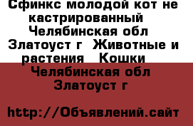 Сфинкс,молодой кот,не кастрированный. - Челябинская обл., Златоуст г. Животные и растения » Кошки   . Челябинская обл.,Златоуст г.